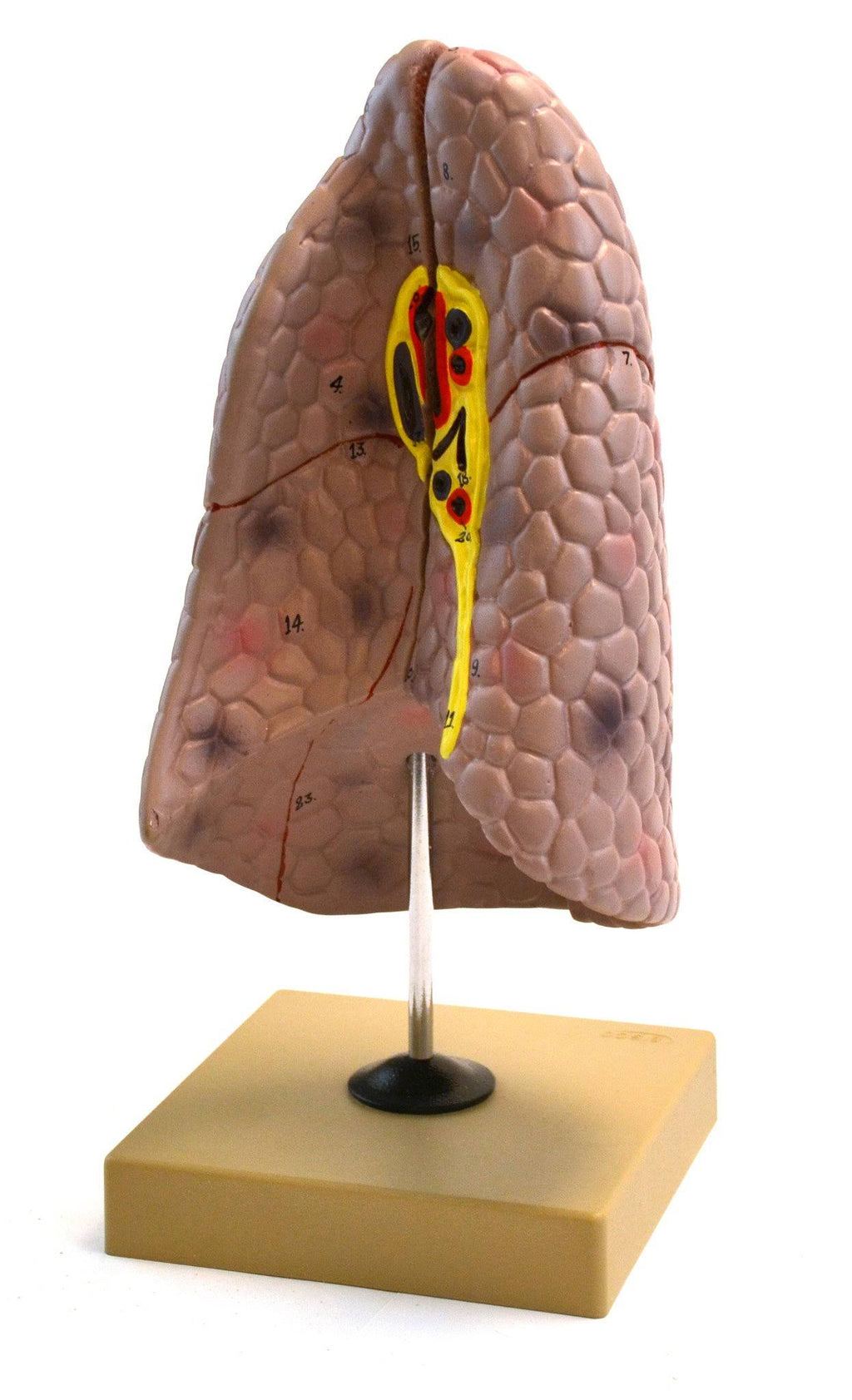 Human Right Lung Anatomical Model, 2 parts, Life size D142903