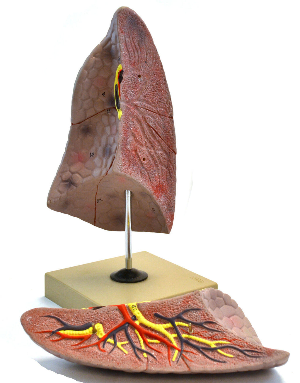 Human Right Lung Anatomical Model, 2 parts, Life size D142903